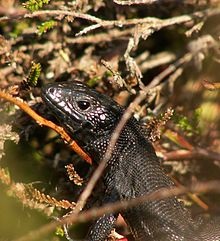 Melanism - l (melanism) Melanism - l