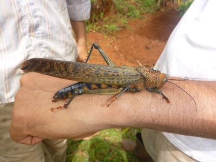 Măsuri în funcție de carruba de tipul de gigant, deșert, din Asia, marocan,