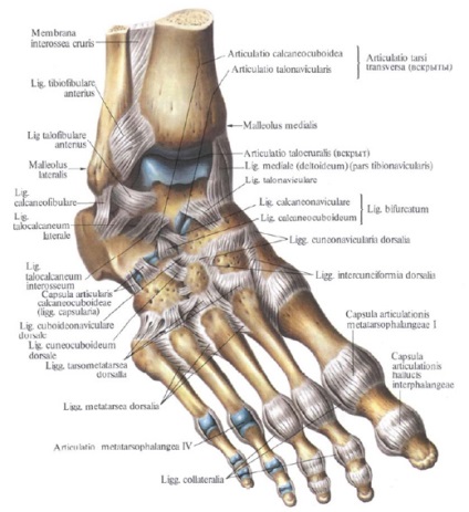 Tibiofibular comun - a (în comun) Tibiofibular comun - l