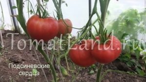 tomate Minusinsk (Minusinsk) Minusinsk tomate