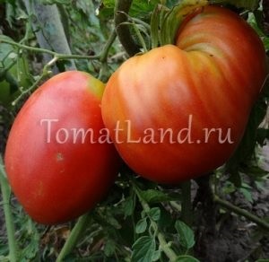 tomate Minusinsk (tomate) Minusinsk tomate