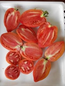 Minusinsk tomate (arbust cu efect de seră cultivate) Minusinsk tomate