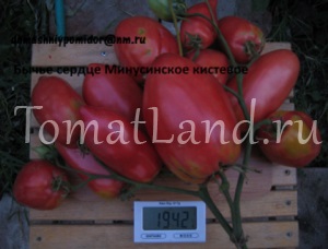 roșii Minusinsk (Minusinska culoarul din mijloc) Minusinsk tomate
