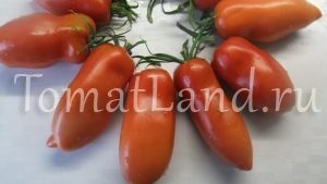 tomate Minusinsk (tomate) Minusinsk tomate