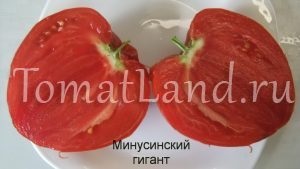 tomate Minusinsk (tomate) Minusinsk tomate
