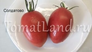 tomate Minusinsk (tomate) Minusinsk tomate