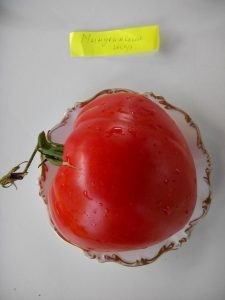 tomate Minusinsk (tomate) Minusinsk tomate