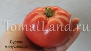 tomate Minusinsk (tomate) Minusinsk tomate