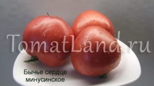 tomate Minusinsk (tomate) Minusinsk tomate