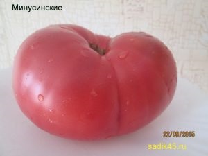 Minusinsk tomate (arbust cu efect de seră cultivate) Minusinsk tomate