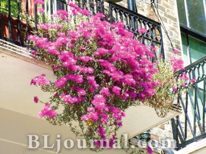balcon moda, amenajare (balcon fantezie) Moda balcon amenajare a teritoriului