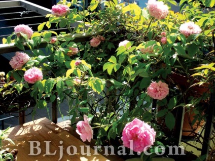 balcon moda, amenajare (balcon fantezie) Moda balcon amenajare a teritoriului