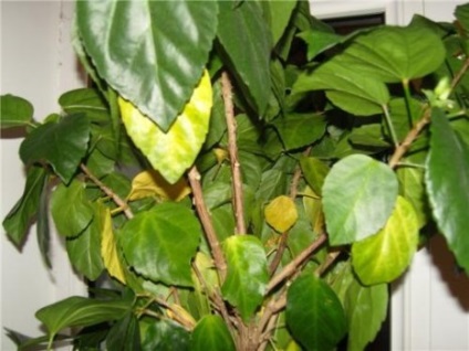 Pot să păstreze casa a crescut de semne chineze legate de hibiscus (posibil) Pot păstra casa a crescut semne chinezești legate de hibiscus