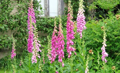 Digitalis purpurea fotografie și descriere, cultivare (digitalice) Digitalis purpurea fotografie și descriere, cultivarea