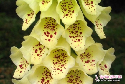cultivarea Digitalis semințelor (cultivare) Foxglove în creștere din semințe