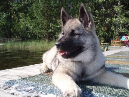 Norvegiană Elkhound (norvegiană) norvegiană Elkhound