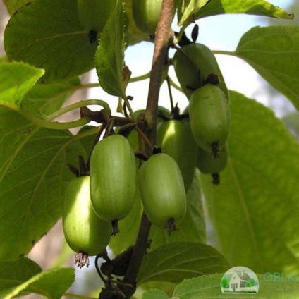 Tunderea Actinidia - reguli și caracteristici