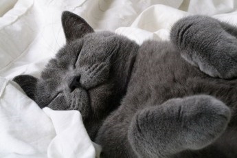 Cel mai bun umor! Cat se plânge hostess () Cel mai bun umor! Cat argumentând cu amanta
