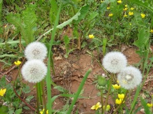 Grădină în luna aprilie () grădină de legume în luna aprilie