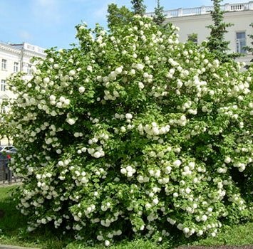 Pe Kalina buldenezh, regulile de plantare de îngrijire și citit în acest articol (Viburnum buldenezh tăiere) Despre Kalina buldenezh, reguli de îngrijire și îmbarcare, citiți acest articol