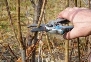 Despre Kalina buldenezh, reguli de îngrijire și îmbarcare, citiți acest articol (de plantare Viburnum buldenezh și de îngrijire) Despre Kalina buldenezh, reguli de îngrijire și îmbarcare, citiți acest articol