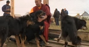 Descriere câine rasa Buriate-mongol Wolfhound (hotosho) recenzii, proprietarii și fotografii (rocă) Descriere câine rasa Buriate-mongol Wolfhound (hotosho) recenzii, proprietarii și fotografii