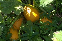 Agricultura organică (îngrășăminte gunoi de grajd) agricultura ecologică