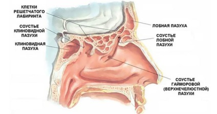 Simptome acute și cronice sphenoiditis și semne, tratament la domiciliu (cronică) Simptome acute și cronice sphenoiditis și semne, tratament la domiciliu
