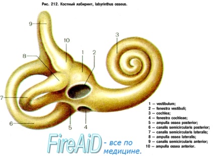 Aparate de Otolithic (otolithic) aparate otolithic