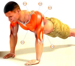 Push-up-uri - ceea ce munca muschii (musculare) Push-up-uri - ceea ce mușchii lucrați