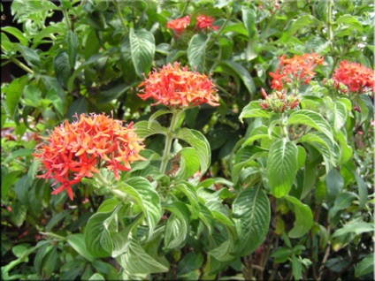 Pentas (pentas) (plantă Pentas) Pentas (pentas)