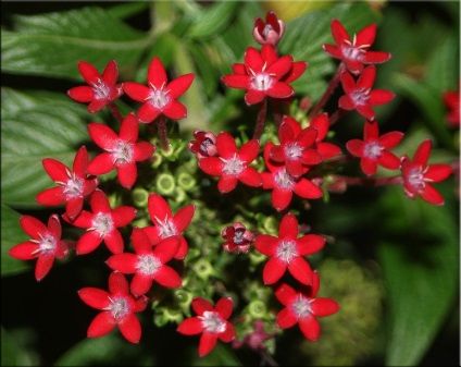Pentas (pentas) (plantă Pentas) Pentas (pentas)