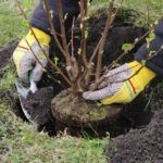 primăvară Transplantul de cireș (cires) Transplantare în cireașa de primăvară