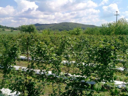 Plantation mur (Plantation) plantație de mure