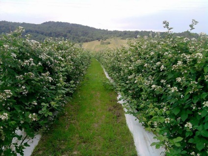 Plantation mur (Plantation) plantație de mure