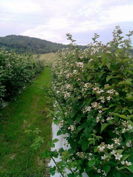 mure Plantation (mure) plantație de mure