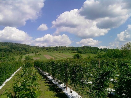 mure Plantation (mure) plantație de mure
