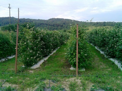mure Plantation (mure) plantație de mure