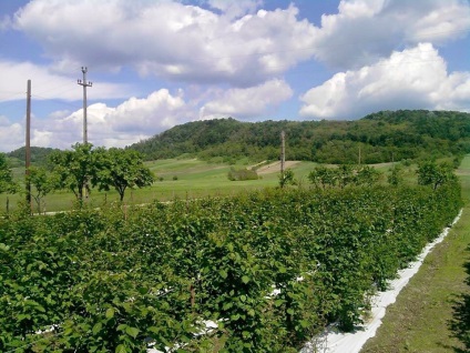 Plantation mur (Plantation) plantație de mure