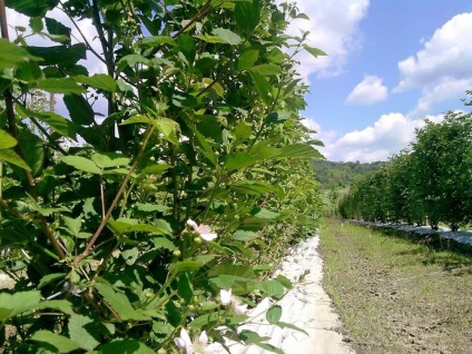 Plantation mur (Plantation) plantație de mure