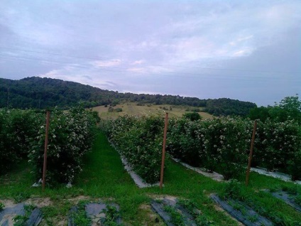 mure Plantation (mure) plantație de mure