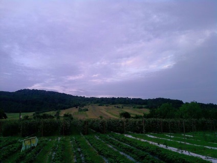 Plantation mur (Plantation) plantație de mure