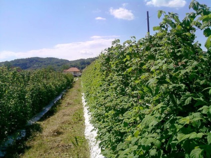 mure Plantation (mure) plantație de mure