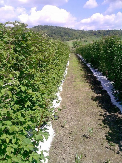 mure Plantation (mure) plantație de mure