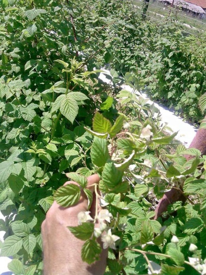 mure Plantation (mure) plantație de mure