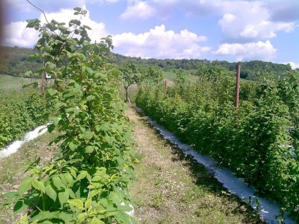 Plantation mur (Plantation) plantație de mure