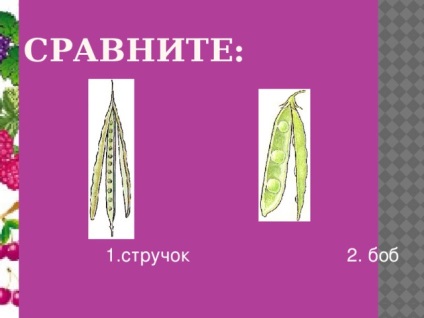 Fructe - lecții de biologie (fructe uscate simple) Fructe - lecții de biologie