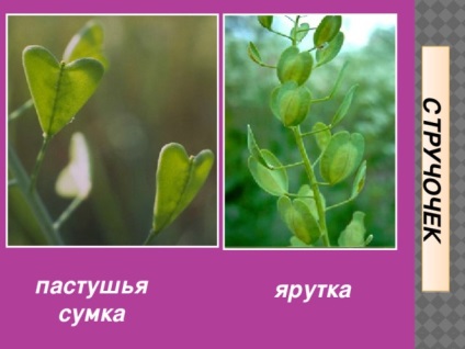 Fructe - lecții de biologie (fructe) Fructe - lecții de biologie