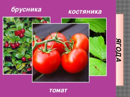 Fructe - lecții de biologie (lecții de biologie fructe) Fructe - lecții de biologie