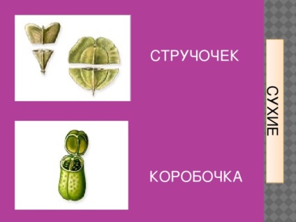Fructe - lecții de biologie (fructe) Fructe - lecții de biologie